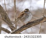 A puffed-up white-throated sparrow perches on a branch in winter.