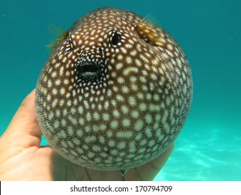 649 Spiny Puffer Fish Images, Stock Photos & Vectors | Shutterstock