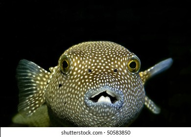 Puffer fish