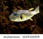 Puffer fish with big blue eyes and yellow fins
