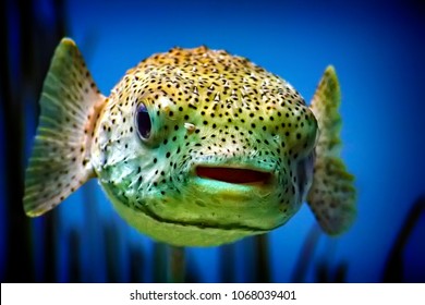 Puffer Fish close up