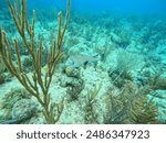 Puffer fish in Coral Reef