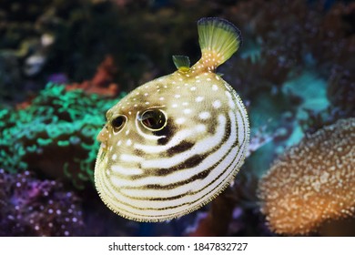 Puffer fish/ Fugu fish underwater with coral background