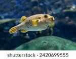 Puffer fish - The majority of pufferfish species are toxic, 