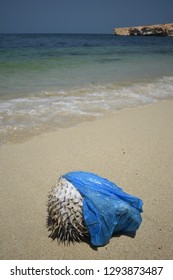 Puffer Fish Washed Up In A Plastic Bag. Plastic Pollution In Ocean Environmental Problem.