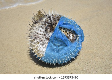 Puffer Fish washed up in a plastic bag. Plastic pollution in ocean environmental problem.