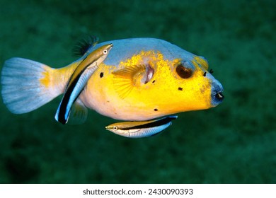 Pufferfish in cleaning station.Yellow blue puffer fish with two blue cleaner wrasses. Tropical coral underwater scenery while scuba diving. Marine life in the ocean.