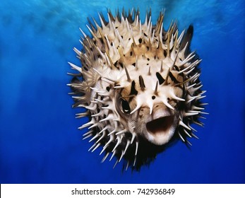 Pufferfish Closeup Background Stock Photo 742936849 | Shutterstock