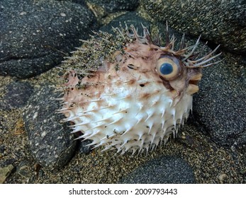 A pufferfish lie on the stone