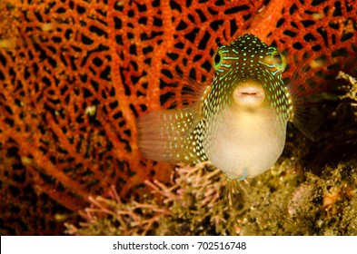 Pufferfish, Mexico