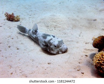 Pufferfish On The Ocean Floor At Marsa Alam In Egypt