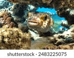 Pufferfish, porcupine, Red Sea, Egypr, Dahab, 2024