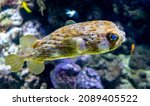 Pufferfish swims into image frame in an aquarium. Scene in artificial lighting.
