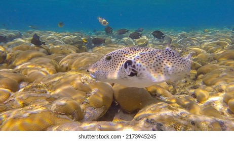 Pufferfish swims over hard corals colony Porites in the morning sun rays. Blackspotted Puffer (Arothron stellatus).Red sea, Egypt