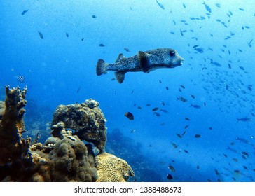 Pufferfish (Tetraodontidae) are a family of fish also called puffers, balloonfish, blowfish, blowies, bubblefish, globefish, swellfish, toadfish, toadies, honey toads, sugar toads, and sea squab.