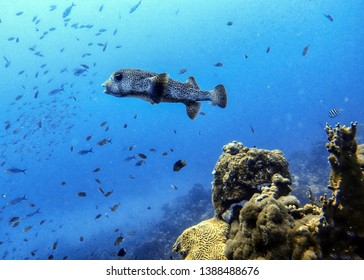 Pufferfish (Tetraodontidae) are a family of fish also called puffers, balloonfish, blowfish, blowies, bubblefish, globefish, swellfish, toadfish, toadies, honey toads, sugar toads, and sea squab.