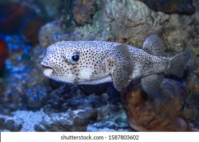 Pufferfish (Tetraodontidae) are a family of fish also called puffers, balloonfish, blowfish, blowies, bubblefish, globefish, swellfish, toadfish, toadies, honey toads, sugar toads, and sea squab.