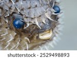 The pufferfish