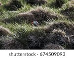 Puffin