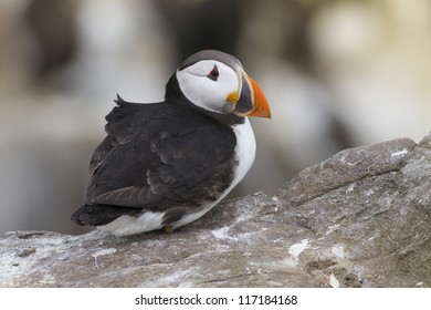 Puffin