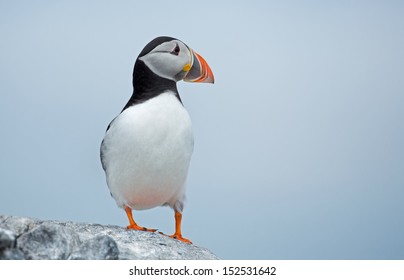 Puffin