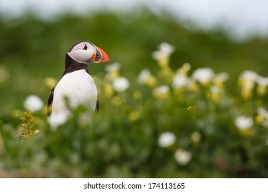 puffin