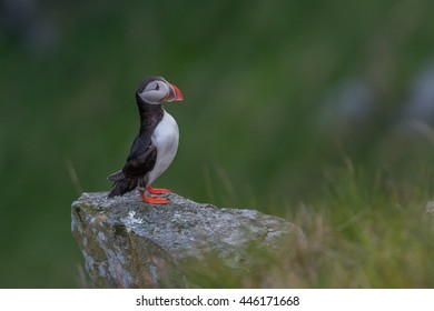 Puffin