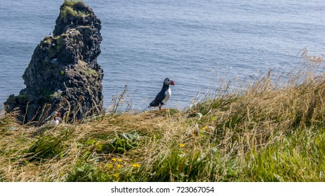 Puffin