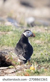 Puffin with its back to the camera