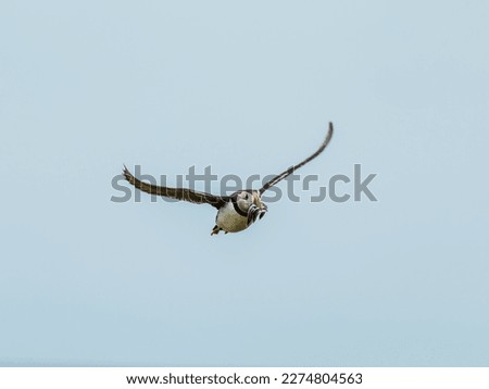 Similar – Image, Stock Photo White-fronted geese