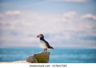 Puffin bird on a rock ledge on the ocean . USA. Maine

