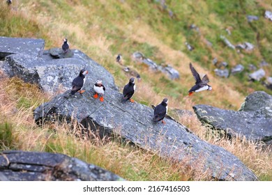 Puffin birds in Norway rainy weather. Birdwatching on island of Runde. Atlantic puffin (Fratercula arctica) seabird species.