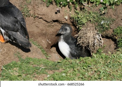 Puffin Chick Emerges On Skomer Island