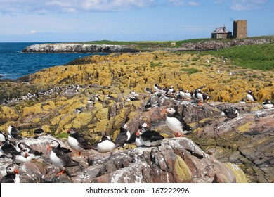 Puffin In Colony Farne Islands 