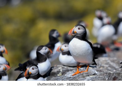 Puffin Colony On The Farne Islands