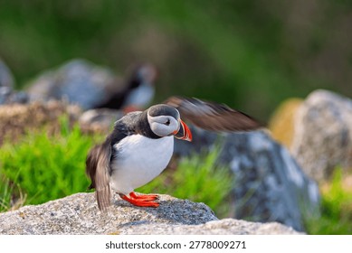 Puffin flapping its wings before take off