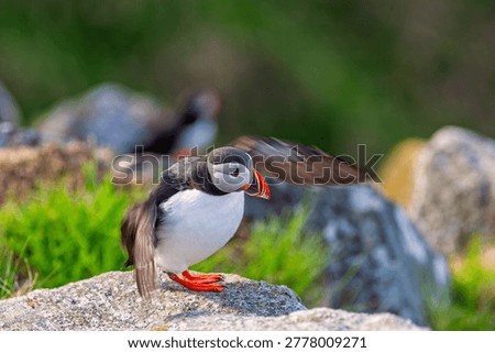 Puffin flapping its wings before take off