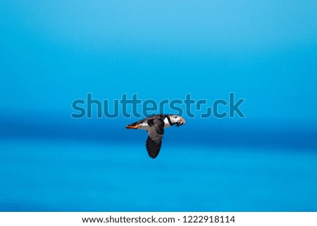 Similar – Image, Stock Photo White-fronted geese