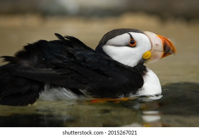 Puffin Floating On The Alaskan Water