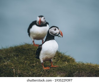 Puffin Fratercula arctica with beek full of eels and herring fish on its way to nesting burrow in breeding colony