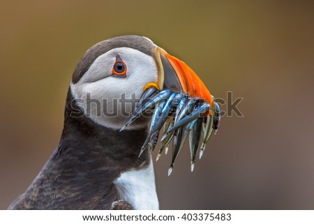 Puffin (Fratercula arctica) with beek full of eels on its way to nesting burrow in breeding colony