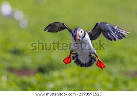 Puffin (Fratercula arctica) coming in to land with fish