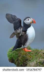 Puffin (Fratercula arctica), flapping its wings, Latrabjarg, Westfjords, Westfirdir, Iceland