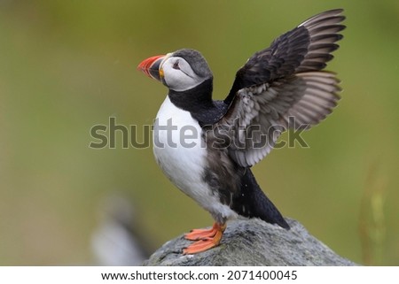 Puffin (Fratercula arctica) flapping its wings, Runde bird island, Norway