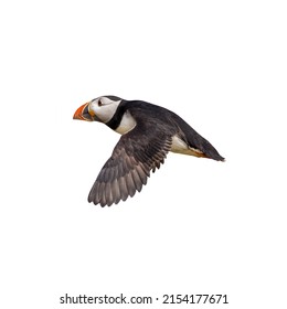 Puffin (Fratercula arctica) isolated on white background - Powered by Shutterstock