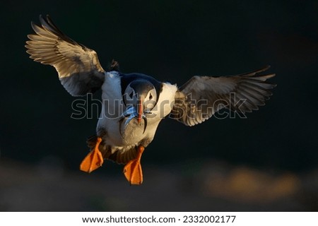 Puffin (Fratercula arctica) landing with small fish in its beak to feed its chick on Skomer Island off the coast of Pembrokeshire in Wales, United Kingdom