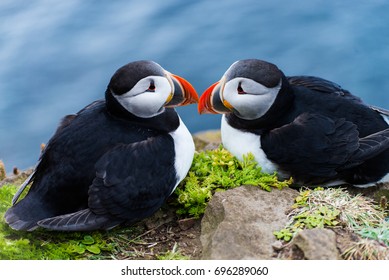 Puffin (Fratercula arctica) nesting in summer time in Iceland. Dyrholaey. West Fjord. Wildlife and nature. Birds on cliff.