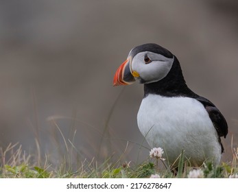 A Puffin (Fratercula arctica) perched on the edge of a sea cliff on the Isle of Staffa near Mull 