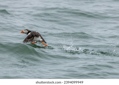 Puffin (Fratercula arctica) running on water