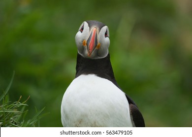 Puffin iceland